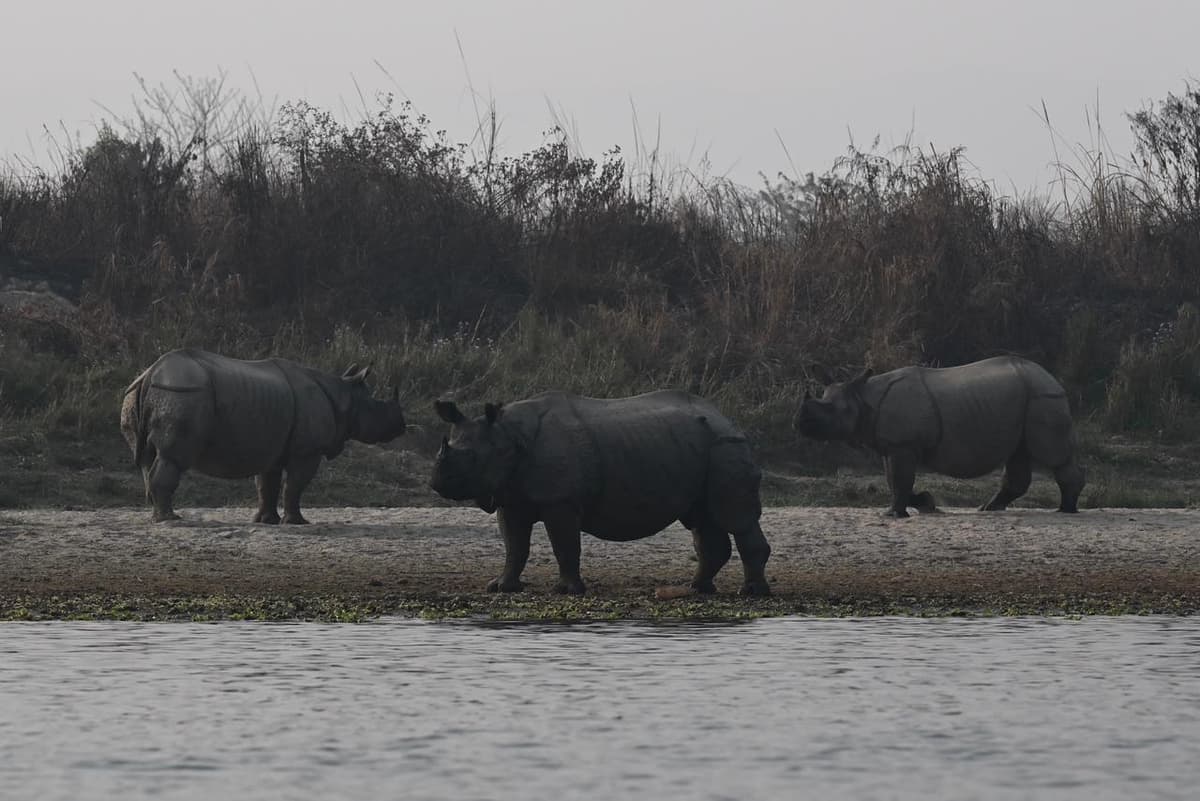 Rhinos by the river