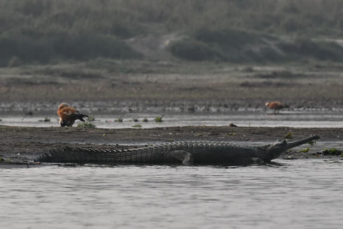 Gharial Crocodile