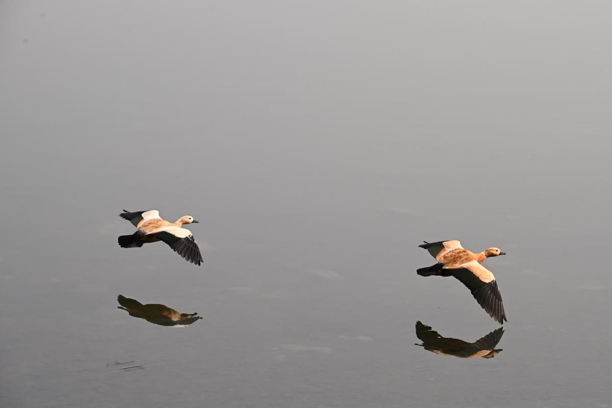 A pair of Ruddy Shelduck