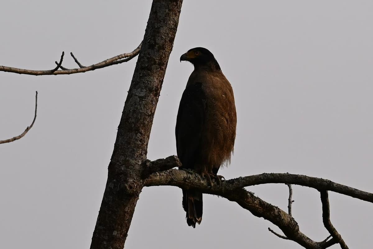 A kite