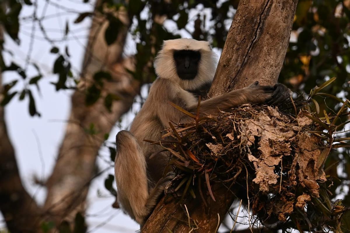 Spotted Langur in the wild