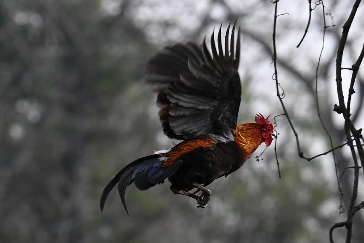 Red Junglefowl