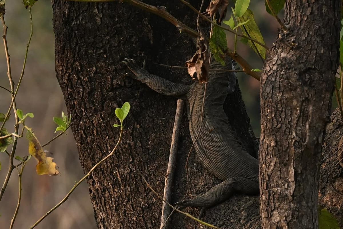 Monitor lizard