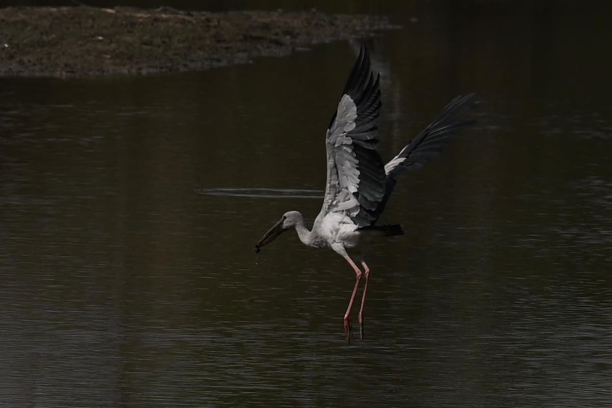 Openbill stork