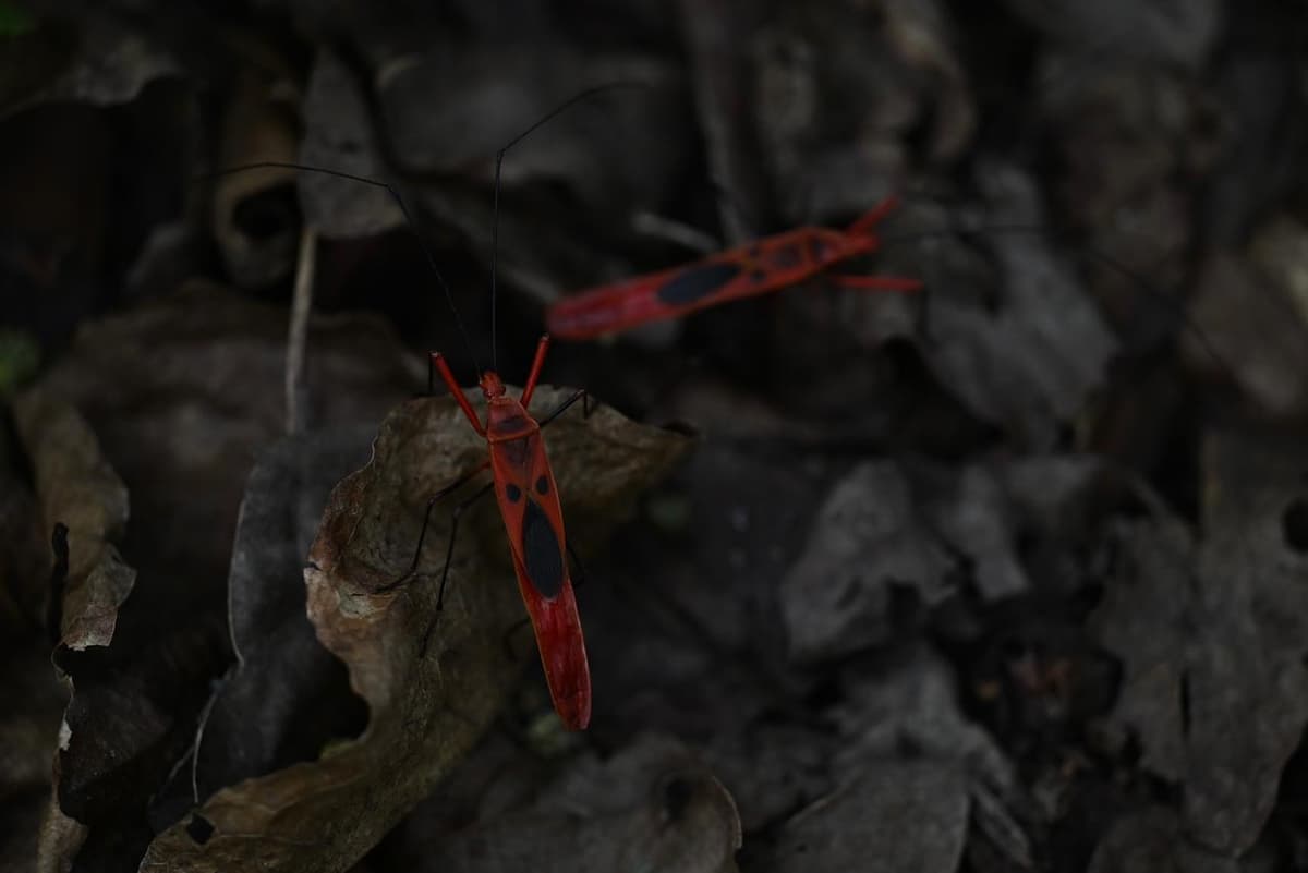 Cotton Bugs