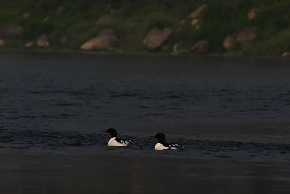 Goosanders