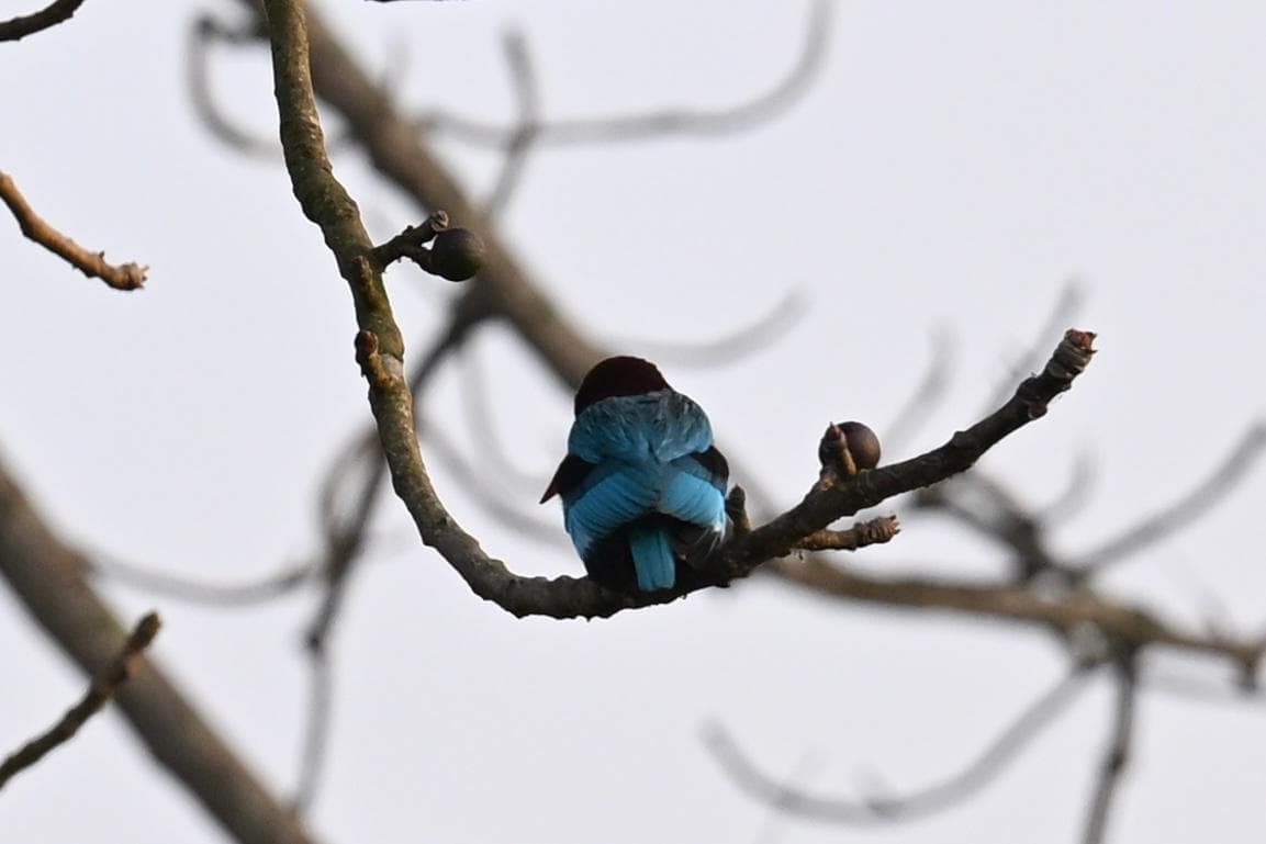 A lonely Bird