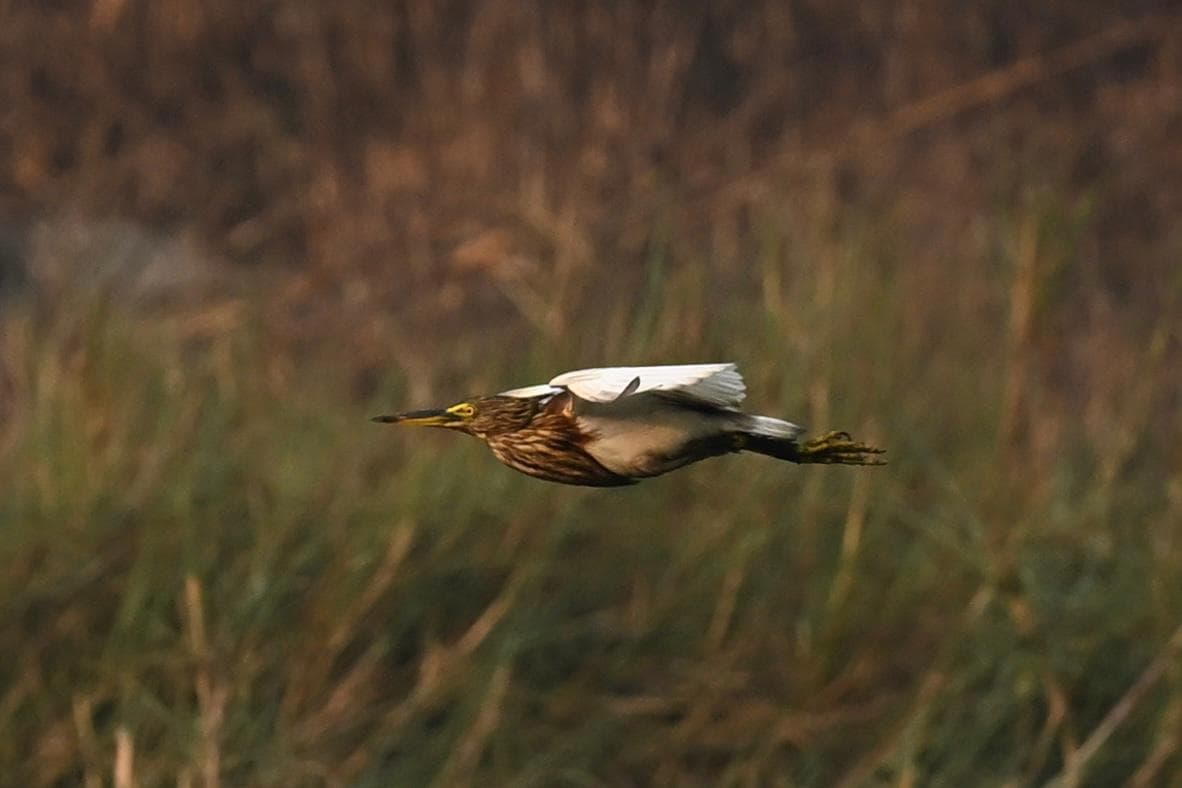 A Flying Heron