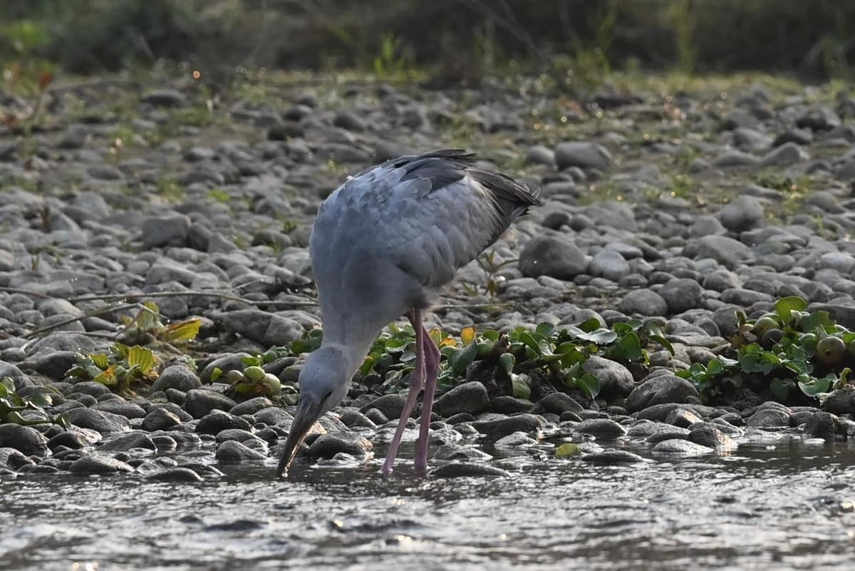 Bird watching on the riverbank