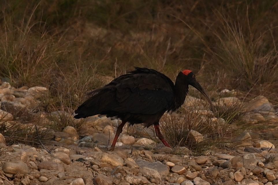 Red-naped Ibis