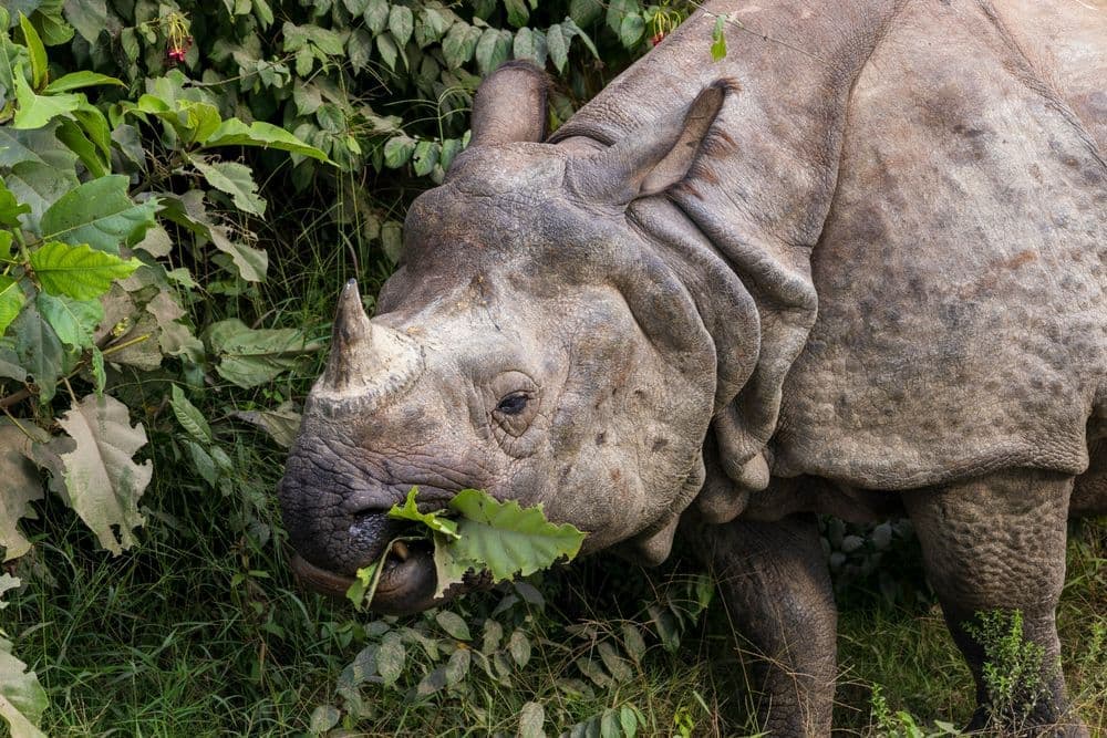 One-horned rhino in Chitwan National Park