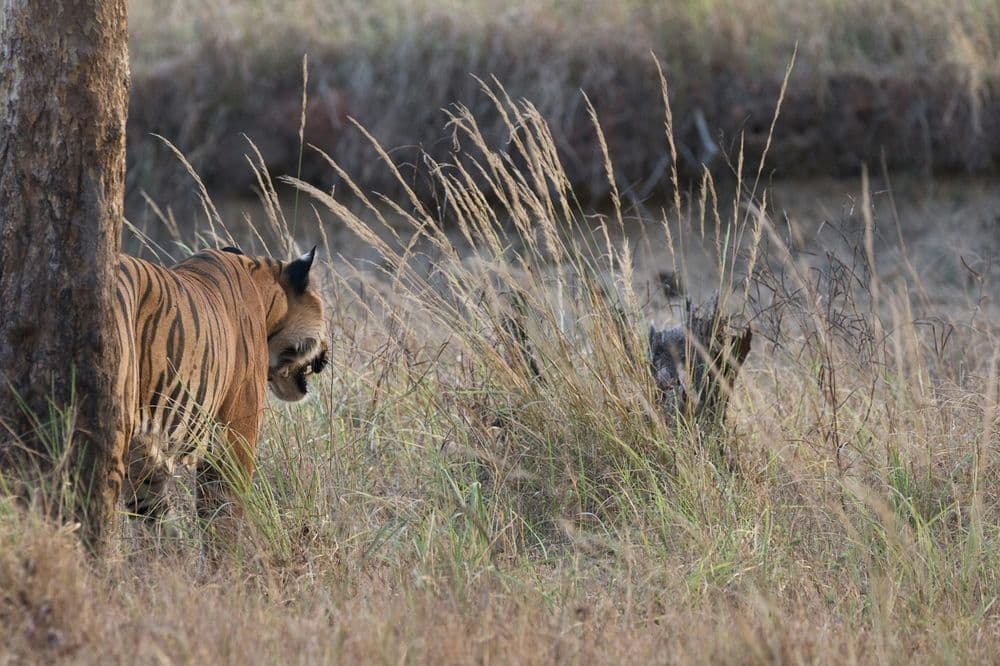 Bengal tiger in the wild