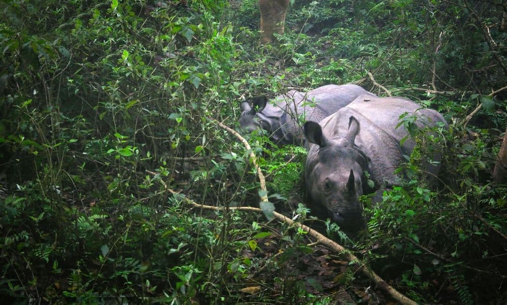 Two one-horned rhinos